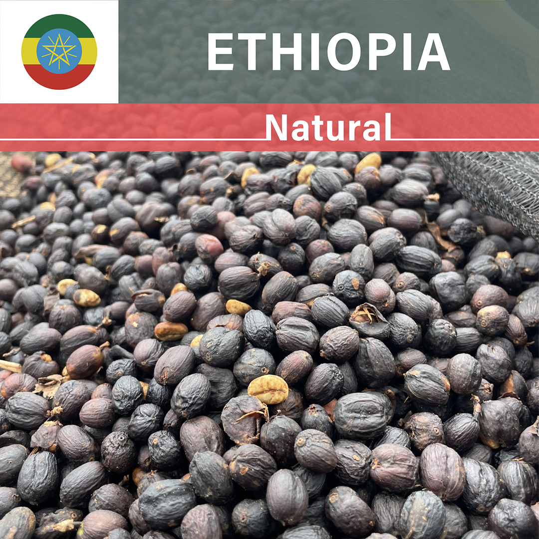 Ka　エチオピア・チェルチェレW　ボリビア・ナチュラル 各5kg（生豆） Ethiopia Chelchele Natural(23/24年クロップ) | ORIGIN COUNTRIES
